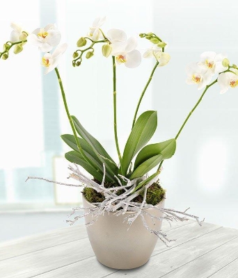 White Orchid*