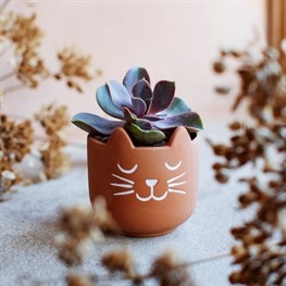 Mini Cats Whiskers Terracotta Pot