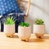 Japandi Mini Planters   Set of 3